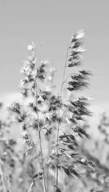 Black and white grass