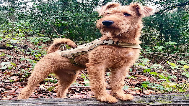 Irish Terrier