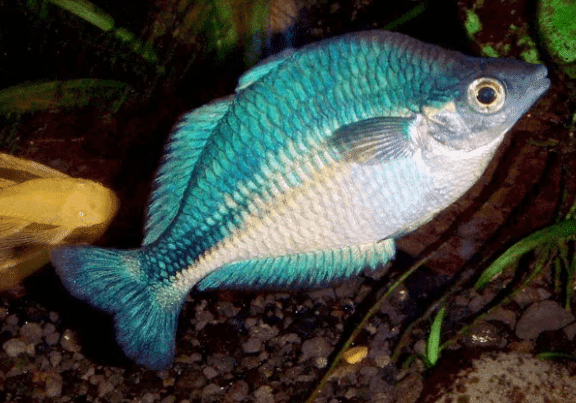 Ikan Rainbow Lacustris