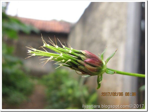 aIMG_0059