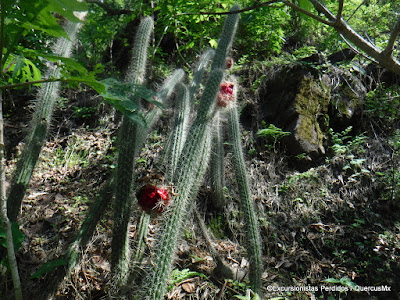 Cactáces de Cerro Viejo con su fruto de color rojo, sabor agrio.