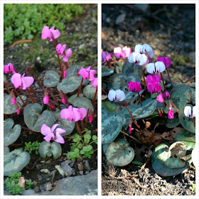 Cyclamen coum