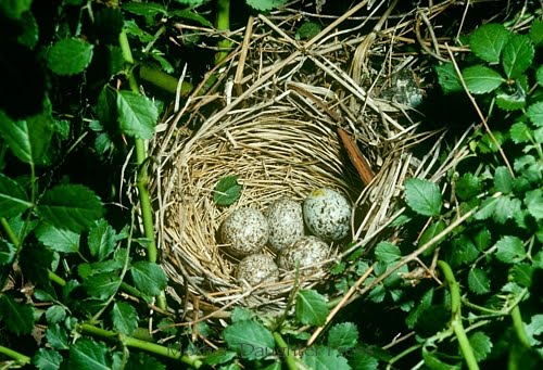 Cardinals Birds Nesting