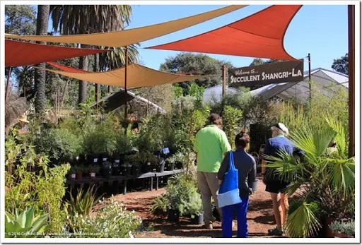 After an unseasonal oestrus moving ridge a calendar week agone it Ruth Bancroft Garden 2016 autumn establish sale recap