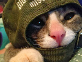 Funny cats - part 84 (40 pics + 10 gifs), cat with hat