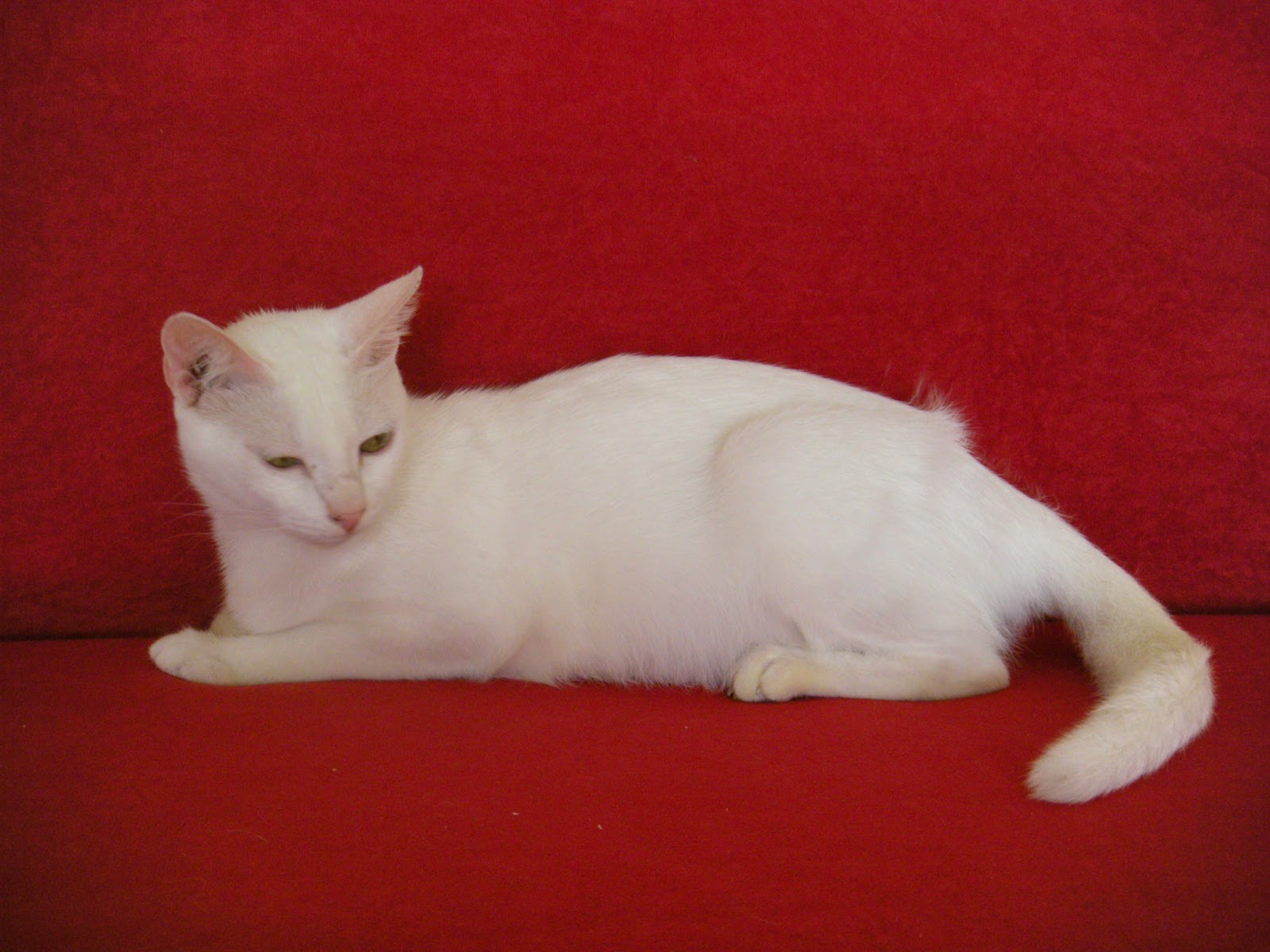 46 Gambar  Kucing  Anggora Warna  Hitam Putih Rudi Gambar 
