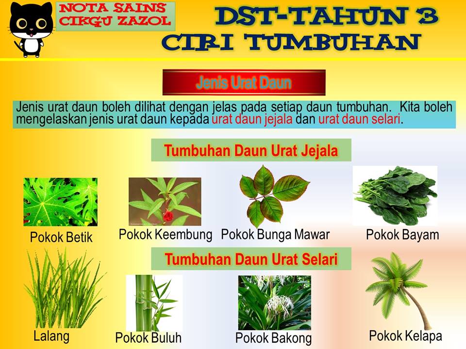 Nota Dunia Sains Tahun 3 Ciri-ciri Tumbuhan - Cikgu Zazol