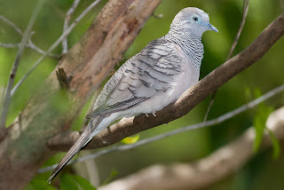 burung perkutut - agungjakanugraha.blogspot.com