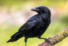 Crow