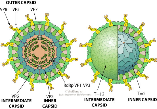 Rotavirus