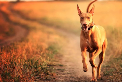 Pharaoh Hound