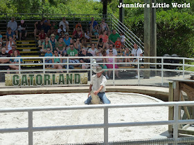 Alligator wrestling at Gatorland, Orlando