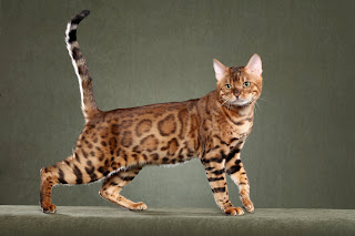 photo Kucing Bengal