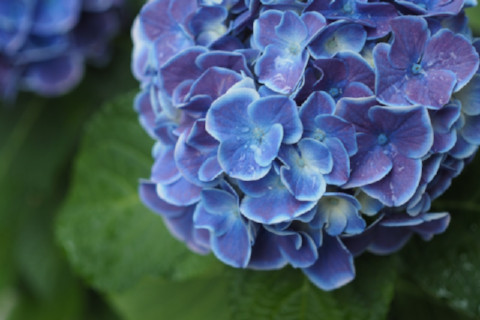 hydrangea-drop-of-water-rain