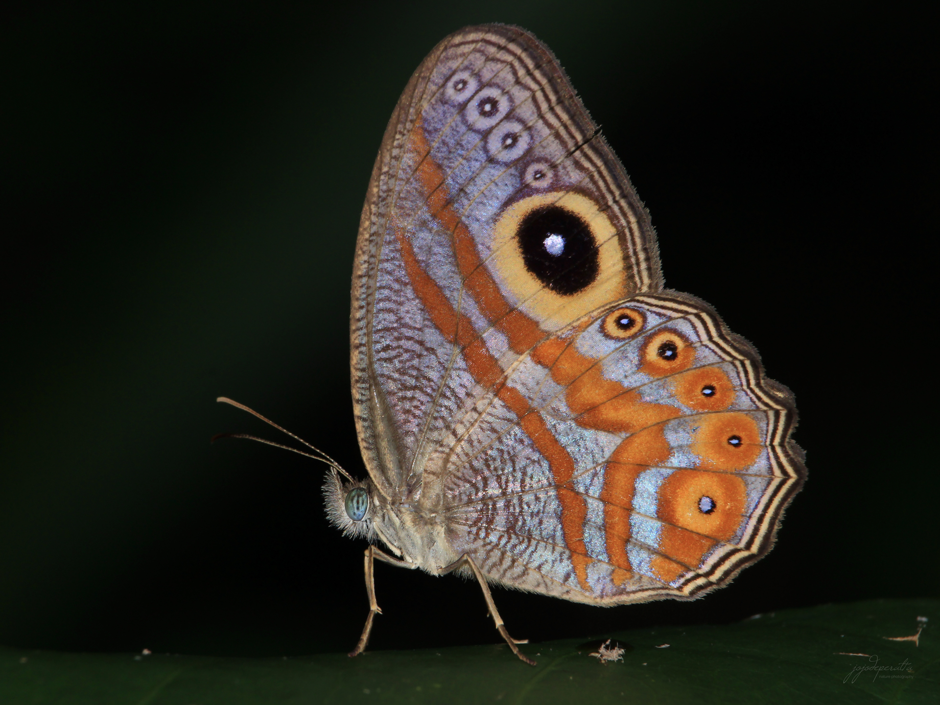 Palawan Eyed Cyclops Butterfly Erites argentina ochreana photo by Jojo De Peralta