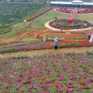 Rute Dan Lokasi Kutabawa Flower Garden Purbalingga