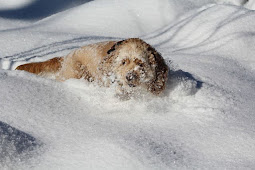 lifespan of american cocker spaniel