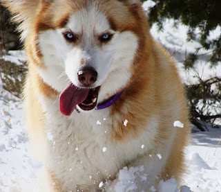 siberian husky