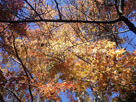 Wuling Farm maple autumn foliage