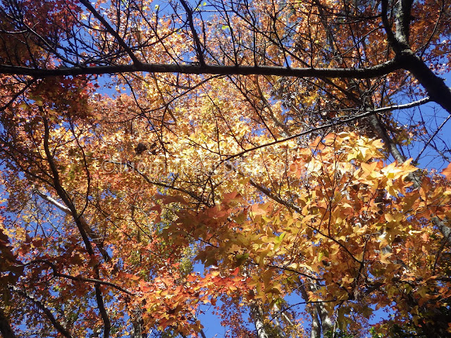 Wuling Farm maple autumn foliage