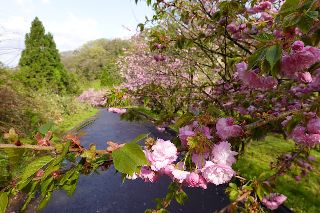 鳥取県西伯郡伯耆町小林 マウンテンストリームきしもと ヤエザクラ（八重桜）