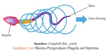 skema pergerakan flagela sel sperma, Sistem Reproduksi pada Manusia, http://semuamaterisekolah.blogspot.co.id/