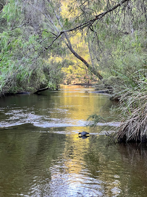 Duck upstream at sunset