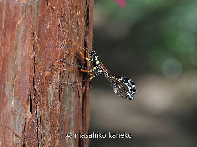 シロフオナガバチ？♀