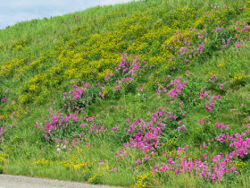 summer flowers