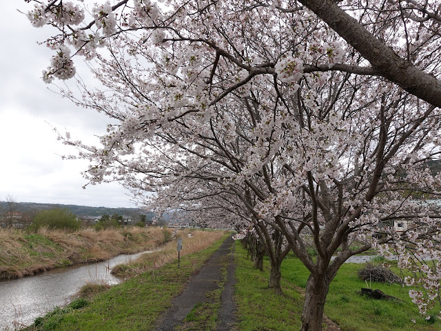 鳥取県西伯郡南部町天萬　小松谷川　九分咲きのソメイヨシノ桜