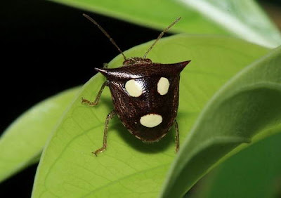 7 Incredible Bugs with Human Faces Seen On lolpicturegallery.blogspot.com Or www.CoolPictureGallery.com