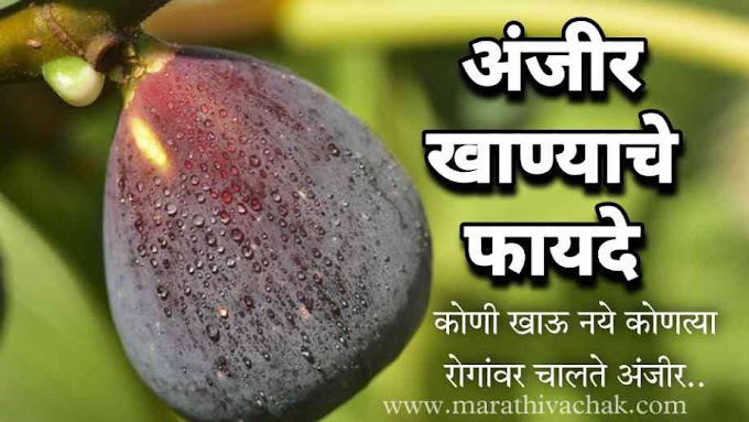 अंजीर खाण्याचे फायदे नुकसान | या रोगांवर आहे लाभकारक | fig benefits in marathi