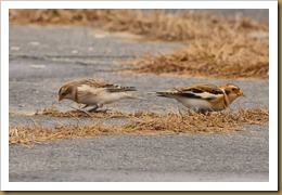 - Snow Buntings D7K_8873 November 17, 2011 NIKON D7000