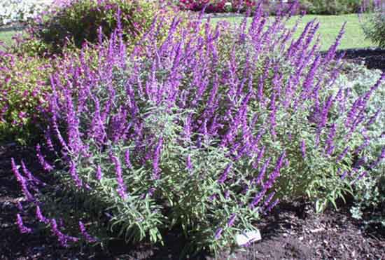 types of flowers and plants Purple Mexican Bush Sage Perennial | 550 x 371
