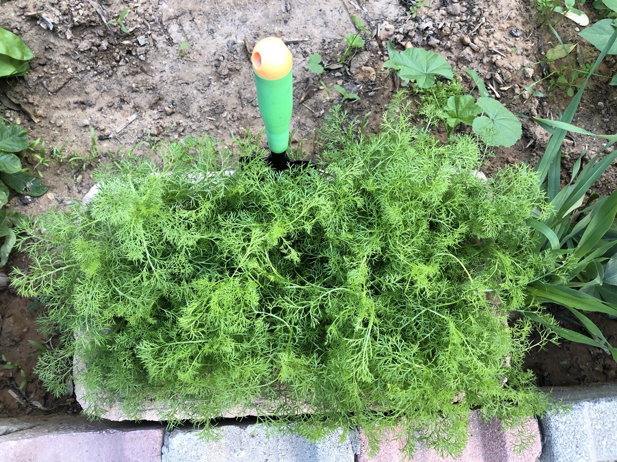 Thoroughly water the chamomile seedlings a few hours before transplanting. Hydrating the roots will help reduce transplant shock and make it easier to remove the seedlings from their containers.