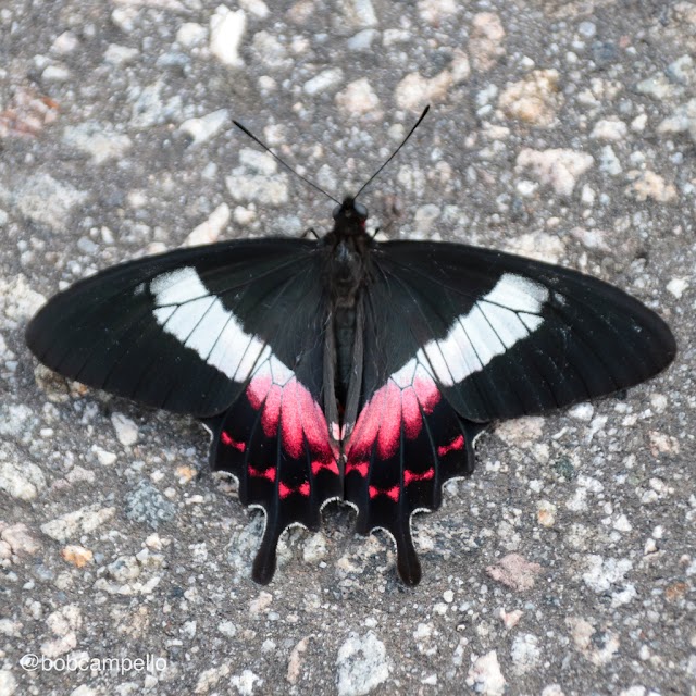 Parides ascanius: a borboleta endêmica da restinga em perigo de extinção