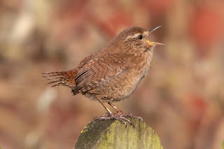 Wren DFBridgeman