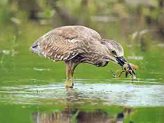 Hoy Tlad Bird park