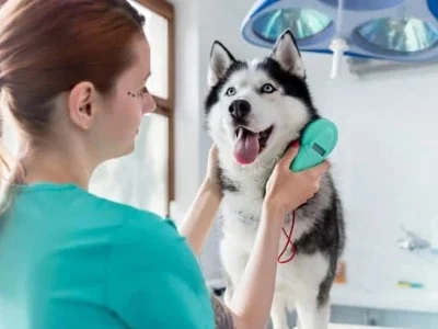 Doctor examining husky dog with equipment at veterinary clinic