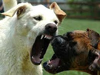Aggressive-DOG-training