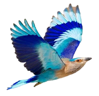 SriCity Nature Society - Logo - Indian Roller