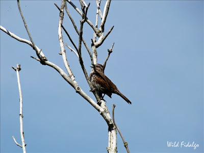 Song Sparrow (Melospiza melodia)