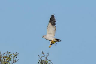 elanio-comun-elanus-caeruleus-