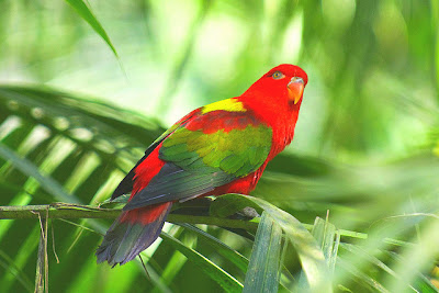 Chattering Lory Bird Pictures