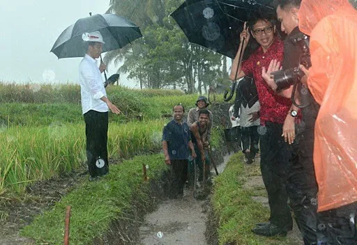 Hujan Sambut Presiden Jokowi Turun Ke Sawah Tinjau Program Padat Karya Tunai Di Tanah Datar Sumatra Barat
