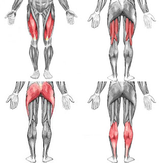 下半身の自宅ダンベル筋トレ 大腿四頭筋 ハムストリングスそれぞれの鍛え方 公式 公益社団法人 日本パワーリフティング協会