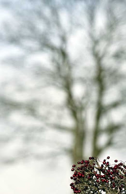 Sycamore Gap - Image © John MacLeod