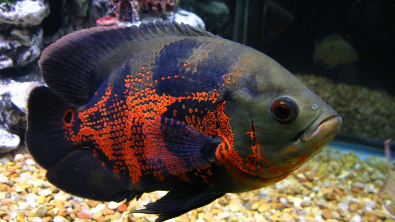 Trik Membentuk Corak dan Mencerahkan Warna  Ikan  Oscar 