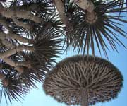 Socotra Archipelago Yemen