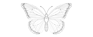 how-to-draw-butterfly-4-4